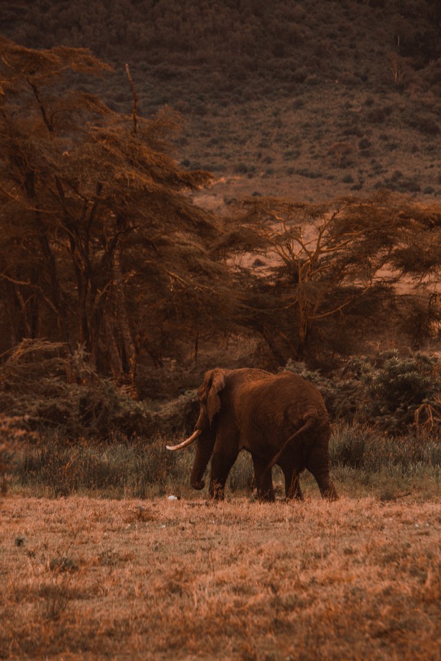 دانلود عکس فیل در جنگل