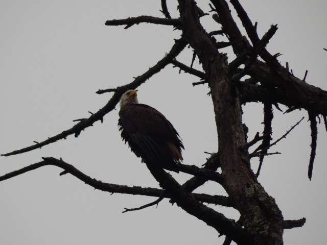 دانلود عکس عقاب روی شاخه درخت