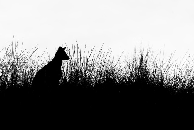 دانلود عکس سیاه و سفید از کانگورو