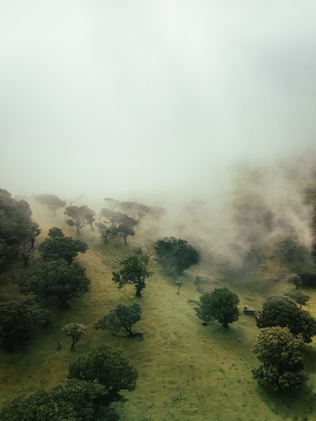 دانلود عکس والپیپر مه در جنگل سرسبز