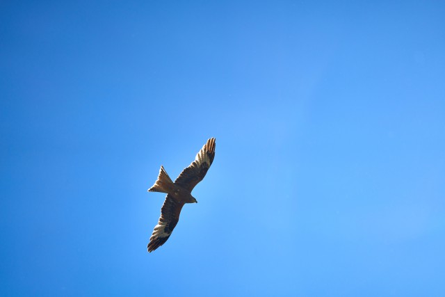 دانلود عکس پرواز پرنده با بال های بزرگ در آسمان آبی