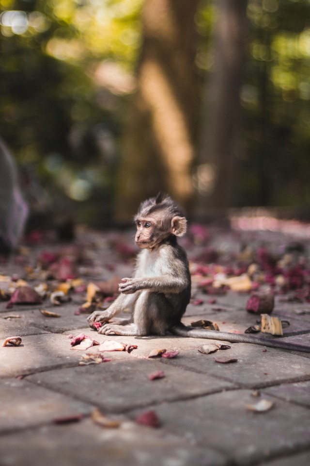 دانلود عکس 🐒 میمون کوچک در طبیعت با کیفیت عالی و رزولوشن بالا مخصوص پس ضمینه