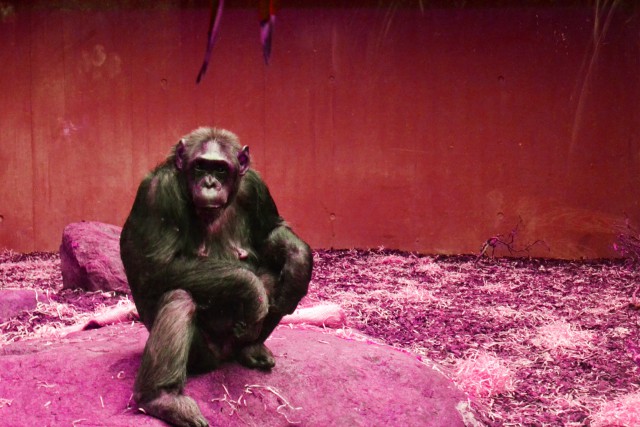 دانلود عکس شامپانزه 🐒 با بکگراند قرمز و بهترین کیفیت  HD