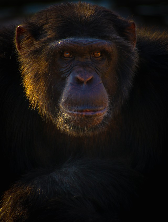 دانلود عکس شامپانزه 🐒 با چهره سیاه و بهترین کیفیت + والپیپر کیفیت بالا