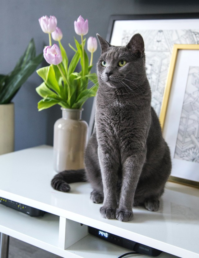 دانلود عکس گربه خانگی زیبا برای والپیپر موبایل با کیفیت عالی