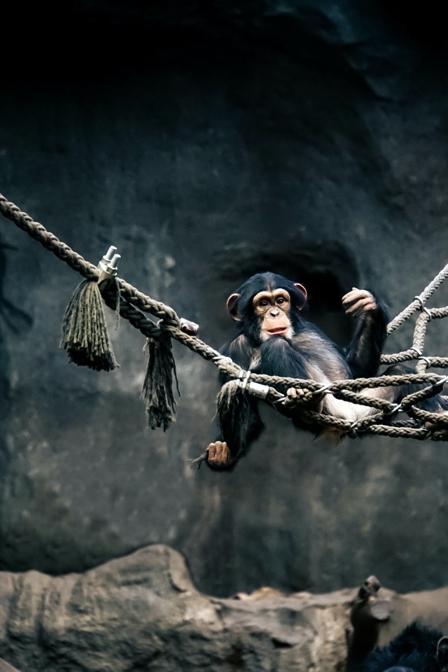 دانلود عکس شامپانزه روی طناب خوابیده + کیفیت بالا (فول اچ دی)