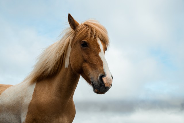 دانلود عکس اسب با بکگراند سفید مات