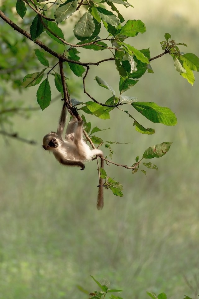 دانلود عکس آویزان شدن میمون از شاخه درخت با کیفیت بسیار بالا