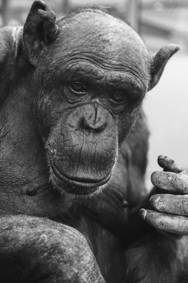 دانلود عکس سیاه و سفید از شامپانزه 🐒برای پس ضمینه + کیفیت عالی