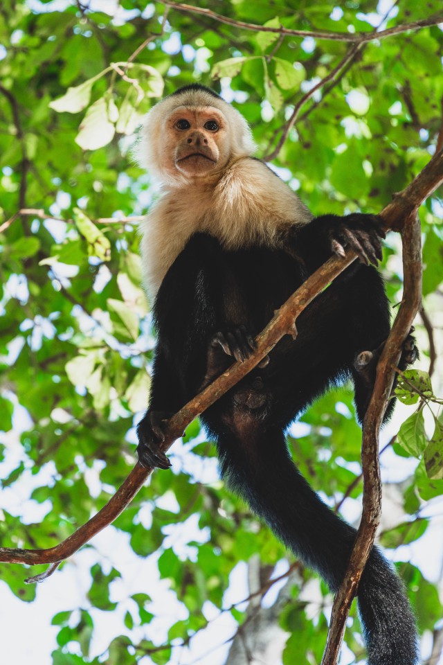 دانلود عکس میمون 🐒 زیبا روی شاخه درخت در طبیعت برای پس ضمینه و بهترین کیفیت (فول اچ دی)