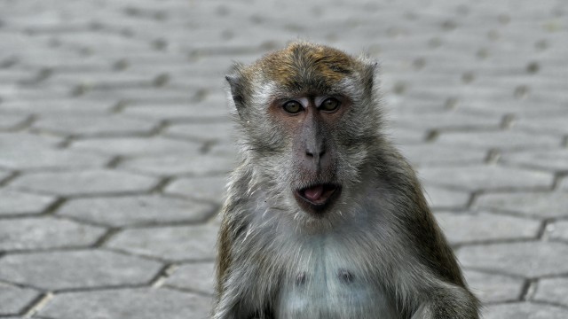 دانلود عکس چهره شامپانزه پیر با بهترین کیفیت + فول اچ دی