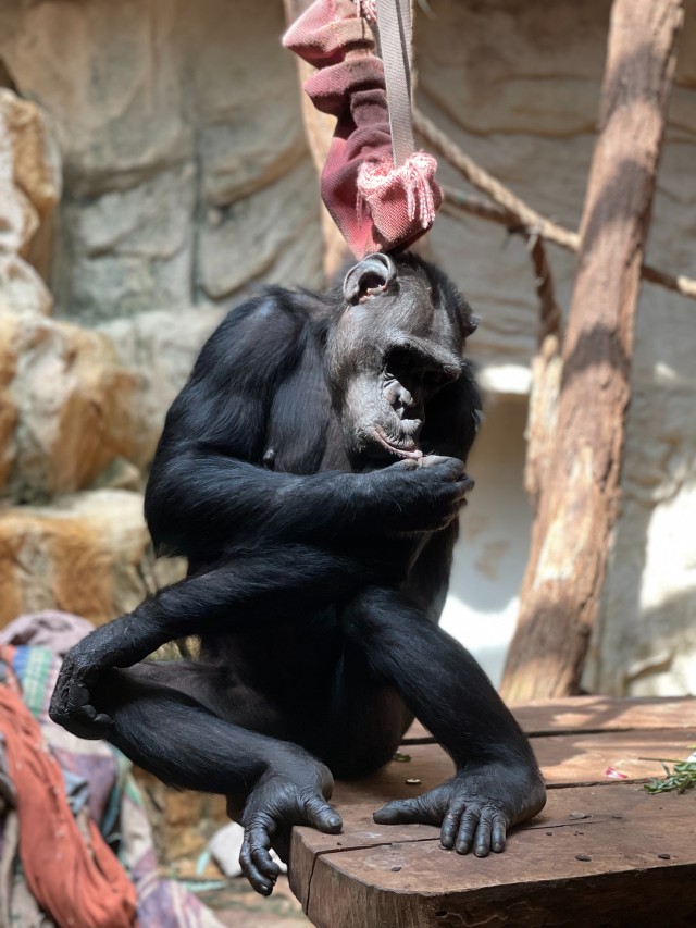دانلود عکس شامپانزه سیاه در حال خواروندن خود + والپیپر کیفیت بالا