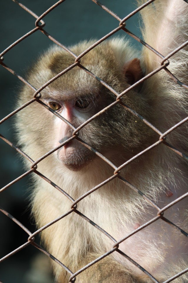 دانلود عکس شامپانزه سفید و کوچک در باغ وحش با بهترین کیفیت (فول اچ دی)