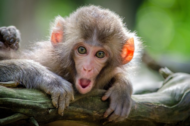 دانلود عکس میمون در حال تعجب فول اچ دی و کیفیت عالی