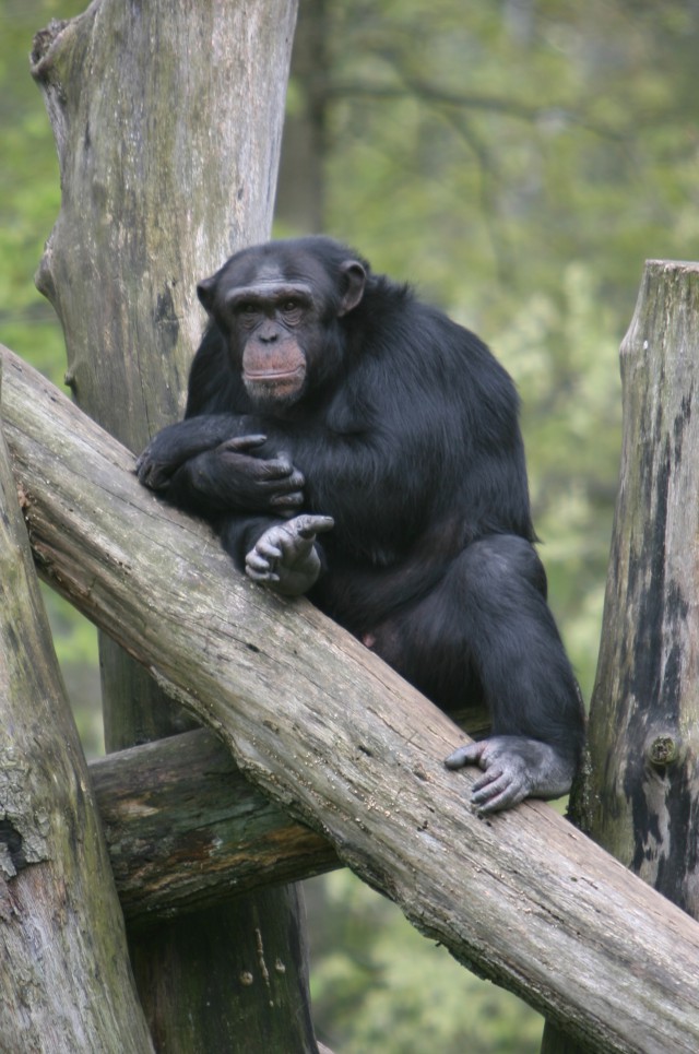 دانلود عکس شامپانزه روی درخت با کیفیت بسیار خوب
