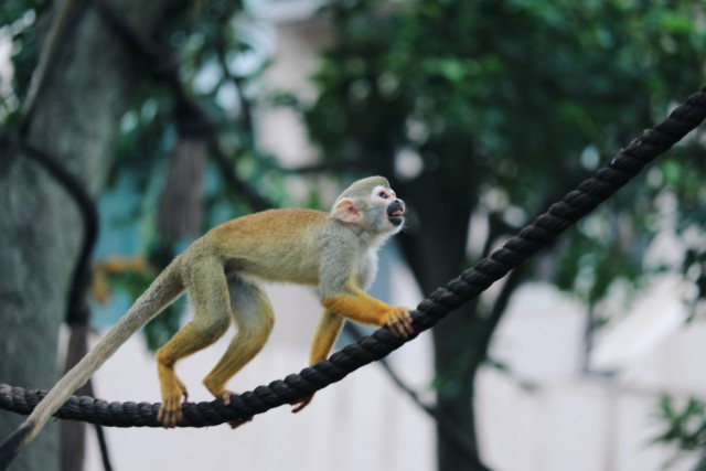 دانلود عکس میمون زیبا روی طناب با بهترین کیفیت (full hd)