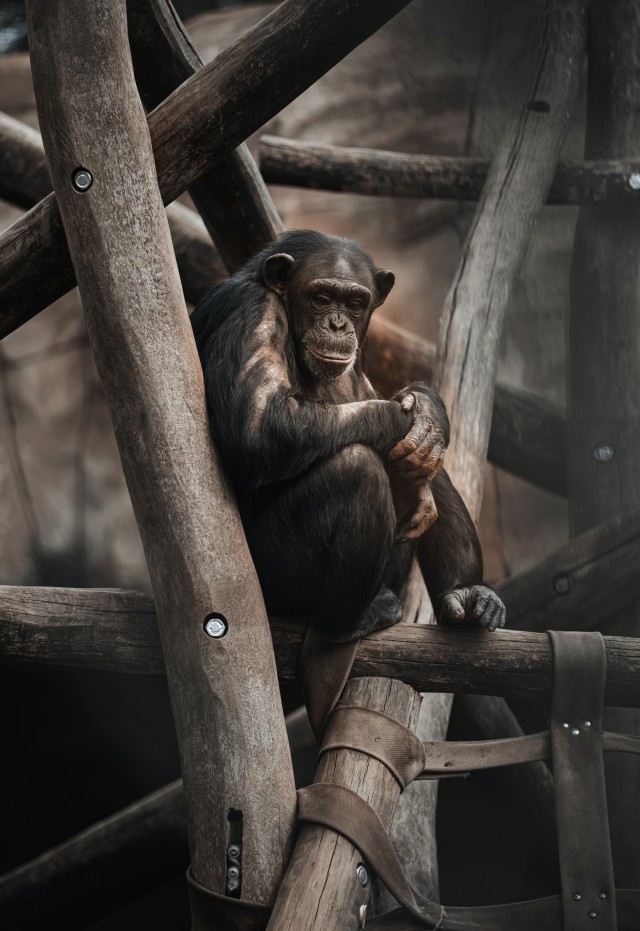 دانلود عکس شامپانزه نشسته روی چوب (کیفیت عالی) + بکگراند و پس ضمینه
