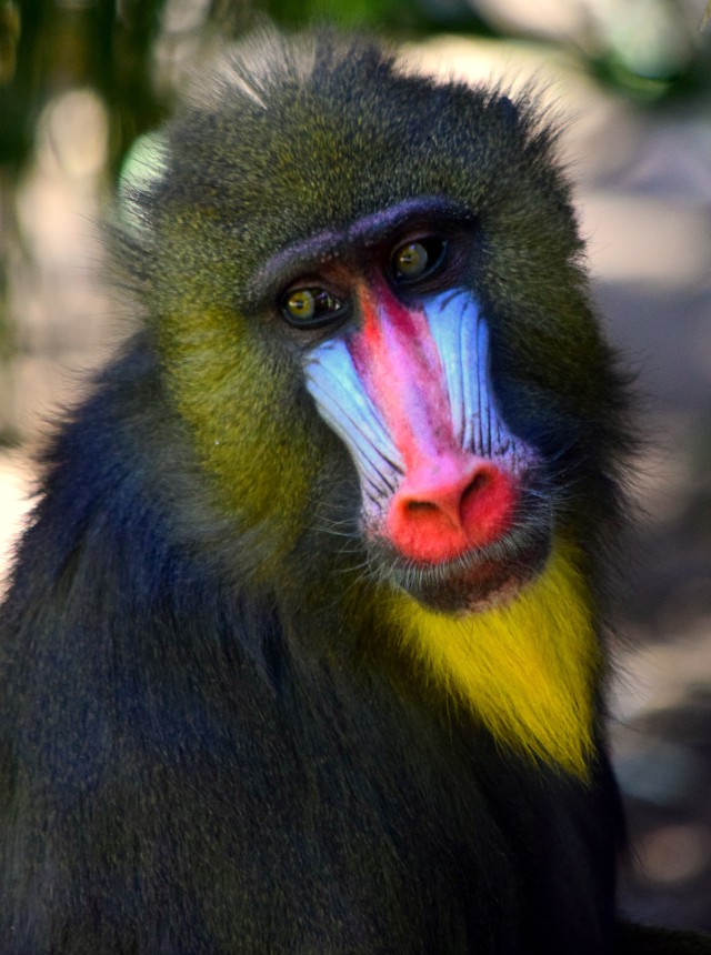 دانلود عکس میمون با پوزه ی رنگی و بهترین کیفیت + فول اچ دی