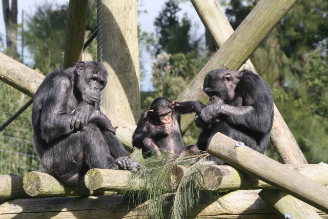 دانلود عکس شامپانزه ها کنار در هم در طبیعت + شامپانزه فول اچی دی