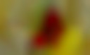 دانلود عکس پروانه رنگی روی گل زرد + فول اچ دی