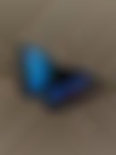 دانلود عکس پروانه آبی و سیاه روی زمین با کیفیت عالی