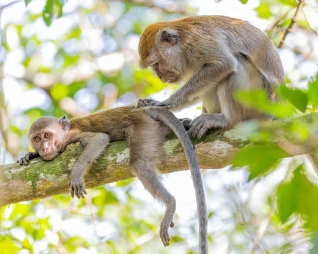 دانلود عکس میمون ها روی درخت درحال خواروندن پشت همدیگر  با بهترین کیفیت (پس ضمینه با کیفیت)