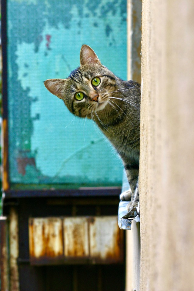 دانلود عکس گربه قایم شده پشت دیوار + فول اچ دی