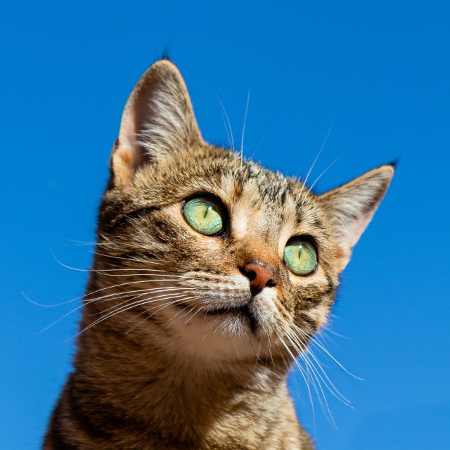 دانلود عکس گربه از نزدیک با چشم های سبز + کیفیت عالی