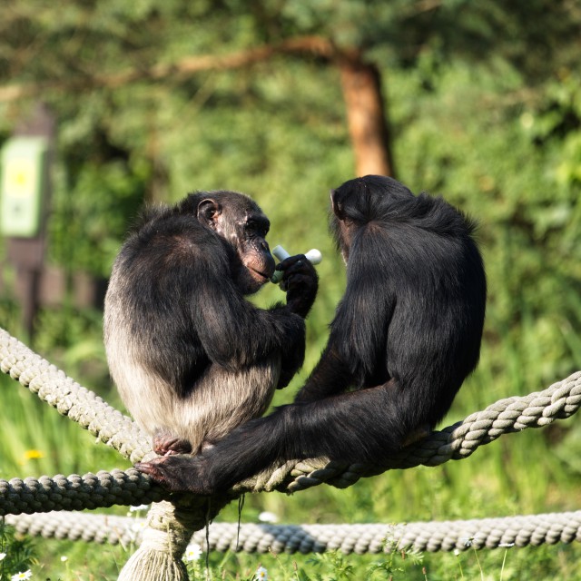 دانلود عکس شامپانزه روی طناب در جنگل + فول اچی دی (بکگراند)