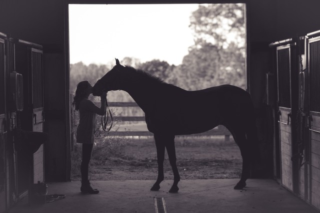 دانلود عکس بوسیدن اسب