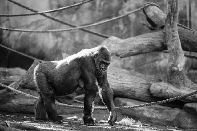 دانلود عکس 🐒 راه رفتن شامپانزه در طبیعت با کیفیت بسیار بالا (full hd)
