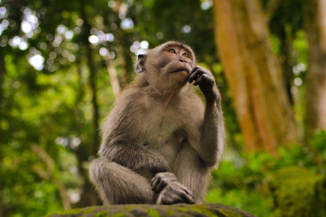 دانلود عکس میمون با کیفیت عالی در حال فکر کردن + فول اچ دی