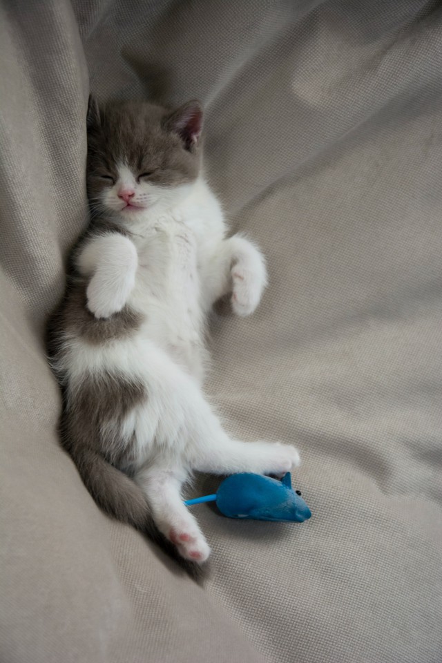 دانلود والپیپر عکس گربه ملوس خوابیده با کیفیت بسیار بالا