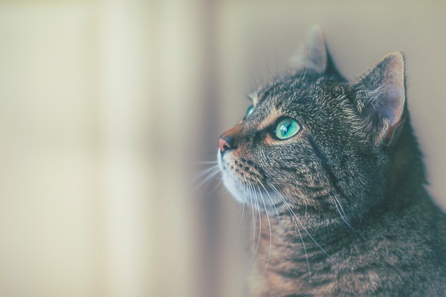 دانلود عکس گربه چشم سبز با کیفیت فول اچ دی (full hd)