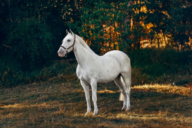 دانلود عکس اسب سفید