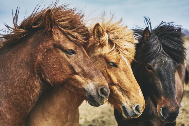 دانلود عکس اسب با موهای زیبا