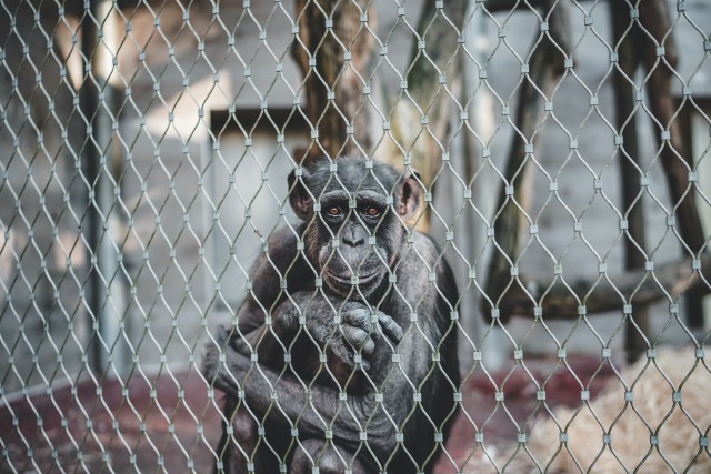 دانلود عکس شامپانزه در باغ وحش با بهترین کیفیت