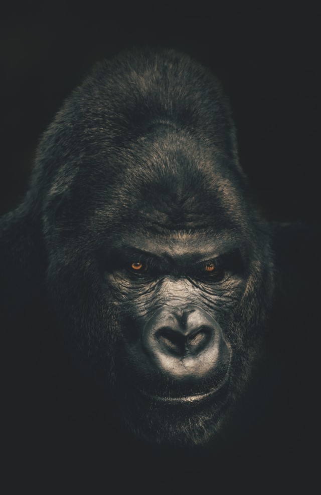 دانلود عکس🐒 چهره شامپانزه از نزدیک + کیفیت خوب و رزولوشن بالا
