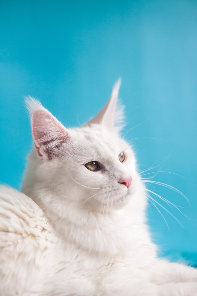 دانلود عکس گربه سفید با بکگراند آبی + کیفیت عالی full hd