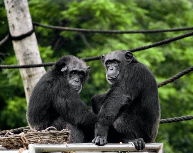 دانلود عکس دو شامپانزه کنار هم با کیفیت عالی ( full hd)