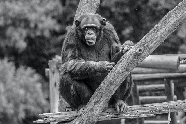 دانلود عکس شامپانزه سیاه و سفید با کیفیت بسیار خوب روی چوب + رزولوشن عالی