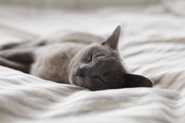 دانلود عکس گربه خوابیده در رختخواب با بهترین کیفیت