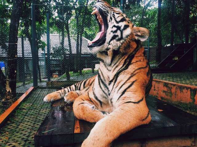 دانلود عکس ببر با دهانی باز در باغ وحش