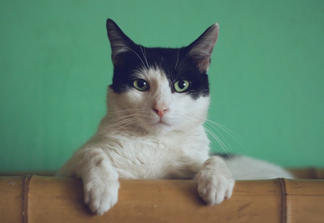 دانلود عکس گربه با پس ضمینه سبز + فول اچ دی
