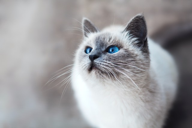 دانلود عکس گربه ناز چشم آبی با کیفیت عالی فول اچ دی