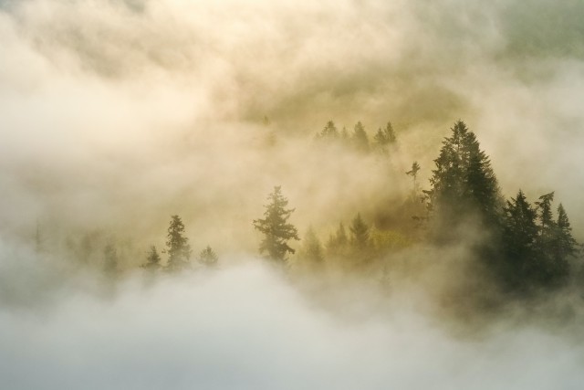 دانلود عکس درختان کاج در مه غلیظ با کیفیت (Full HD)