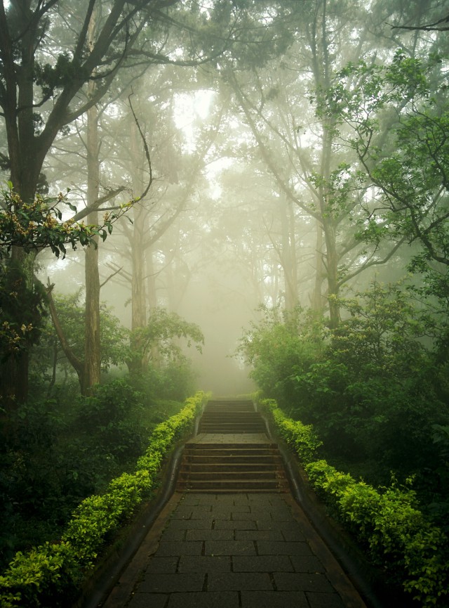 دانلود عکس مسیر پیاده روی در جنگل با کیفیت (Full HD)