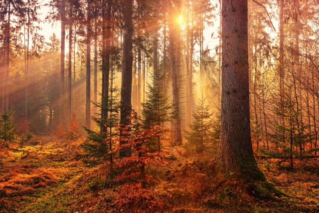 دانلود عکس جنگل در پاییز با کیفیت (Full HD)
