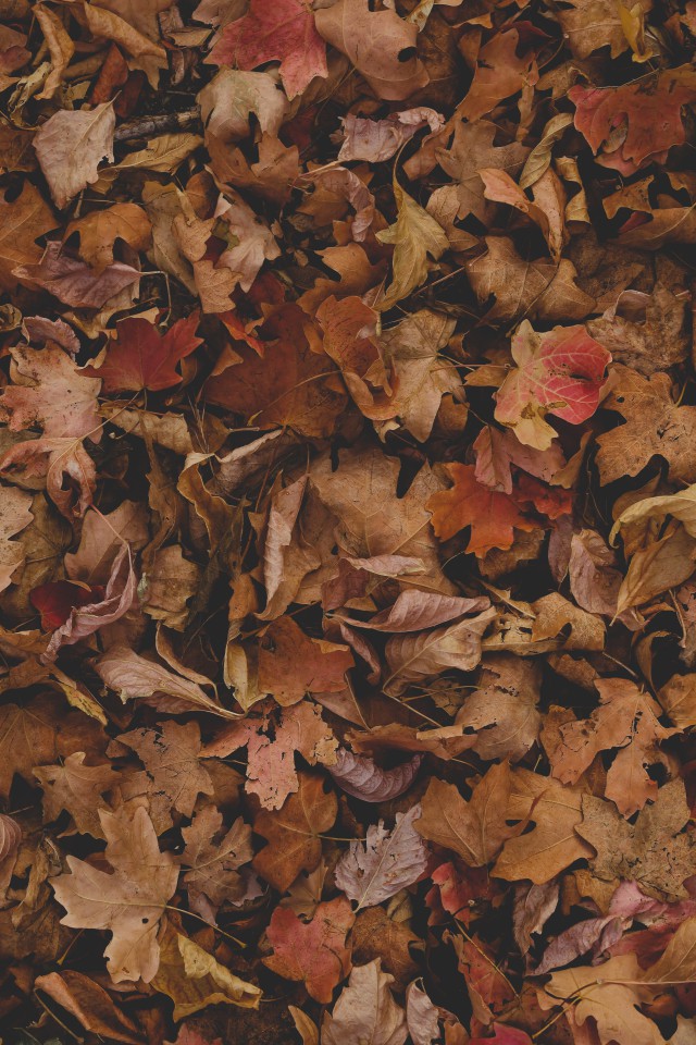 دانلود عکس برگ های پاییزی بر روی زمین با کیفیت عالی