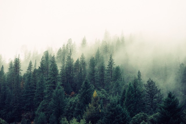 دانلود عکس جنگل درختان نخل در مه با کیفیت عالی